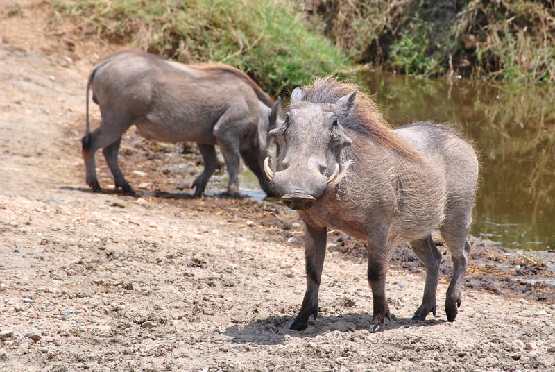 Serengeti National Park, Tanzania